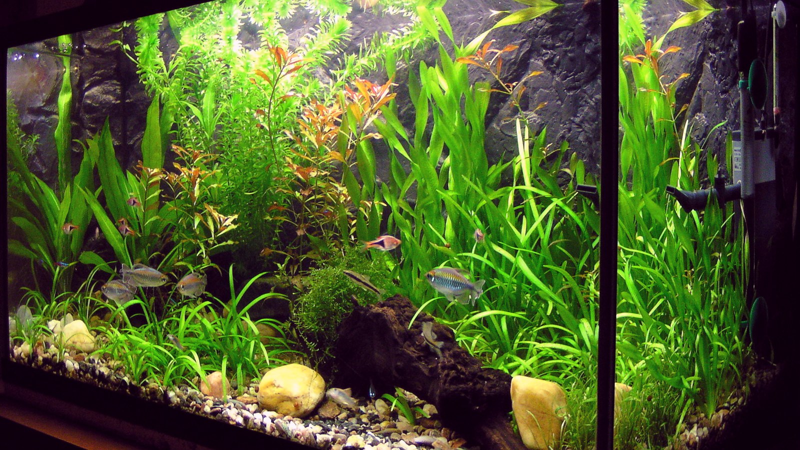 Aquarium Beleuchtungsdauer pro Tag richtig einstellen