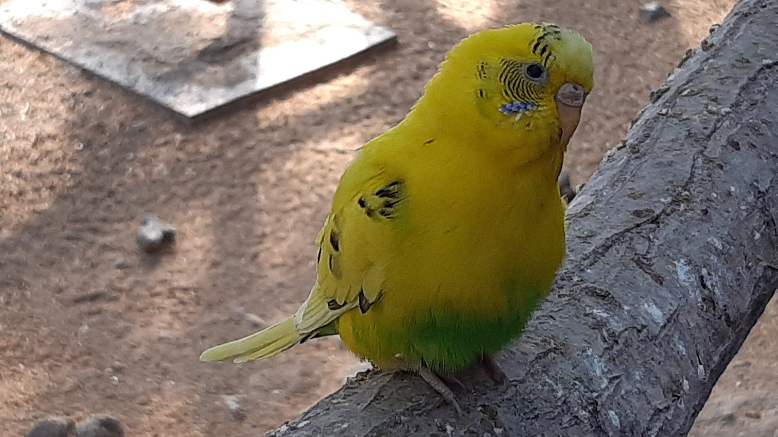 Wellensittich allein halten und was Tierschützer dazu raten